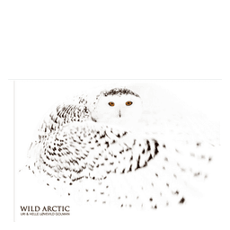 WILD Arctic billedsamling