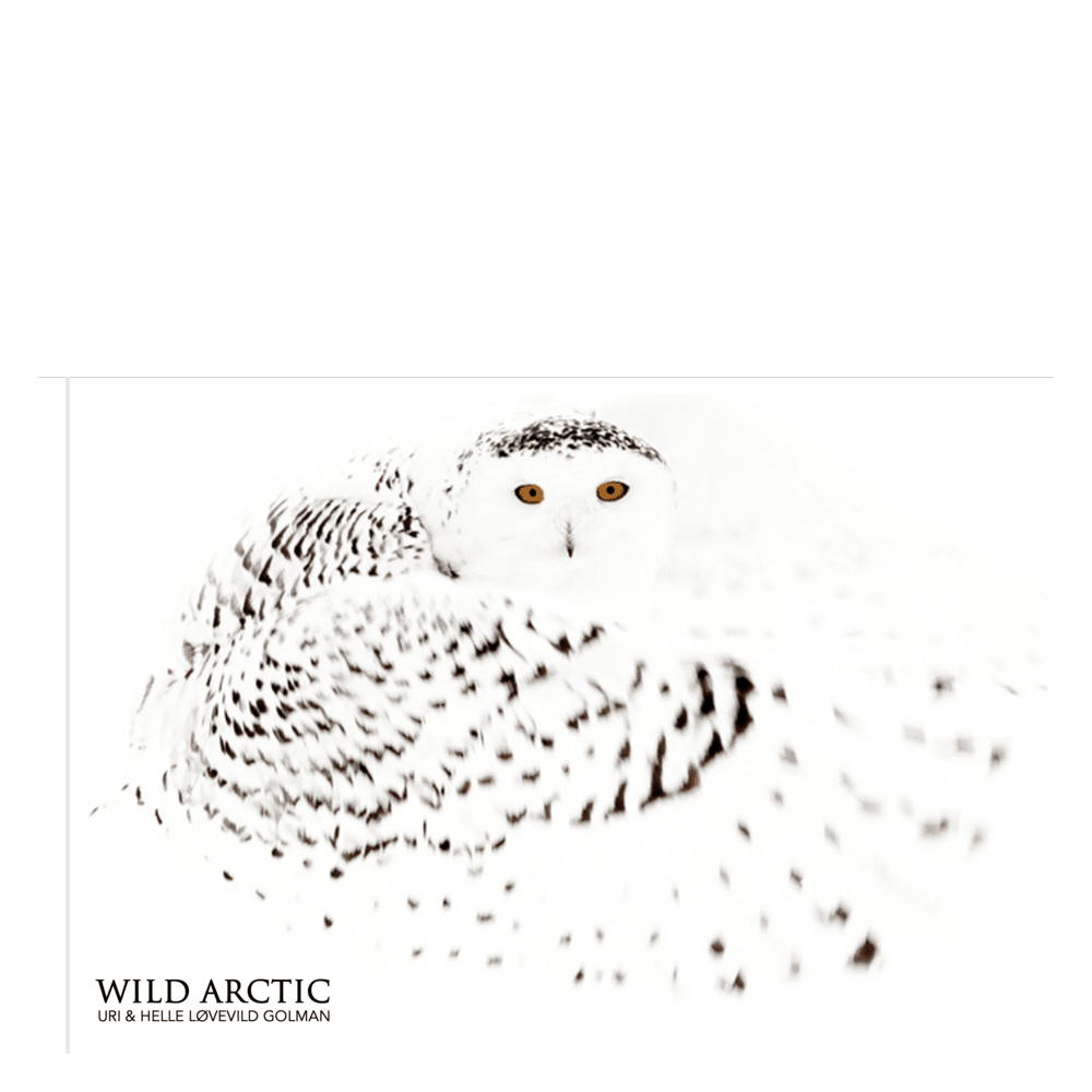 WILD Arctic billedsamling