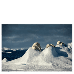 WILD Arctic billedsamling