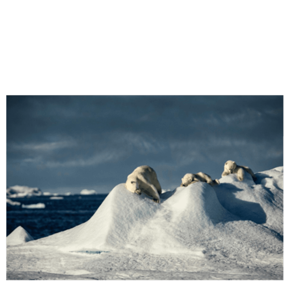 WILD Arctic billedsamling