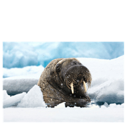WILD Arctic billedsamling
