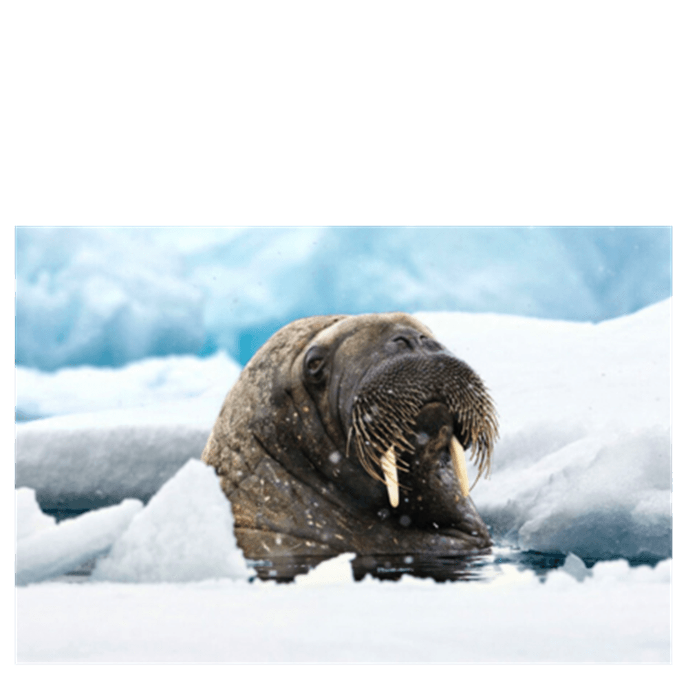 WILD Arctic billedsamling